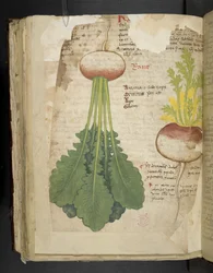Add MS 41623 f.126v 
