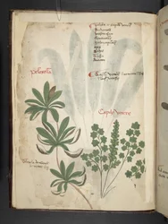 Een kruidenboek, Belluno