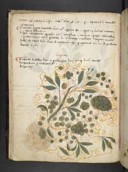 Add MS 41623 f.20v 