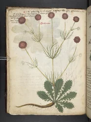 Add MS 41623 f.26v 