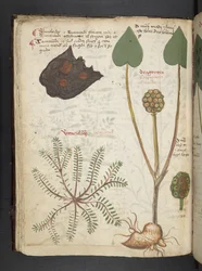 Een kruidenboek, Belluno