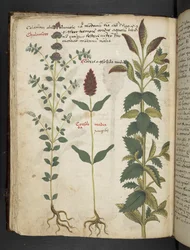 Add MS 41623 f.30v 