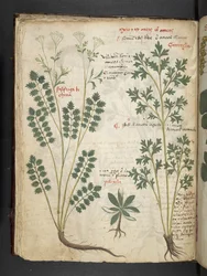 Een kruidenboek, Belluno