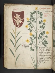 Een kruidenboek, Belluno