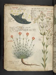 Een kruidenboek, Belluno