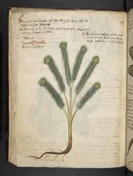 Een kruidenboek, Belluno