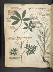 Een kruidenboek, Belluno