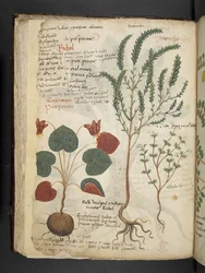 Add MS 41623 f.40v 