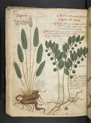 Een kruidenboek, Belluno