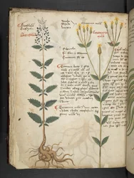 Een kruidenboek, Belluno