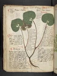 Add MS 41623 f.60v 