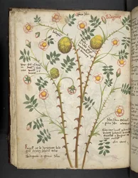 Een kruidenboek, Belluno