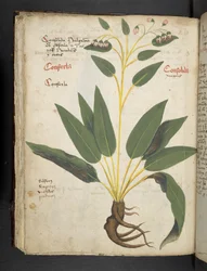Een kruidenboek, Belluno