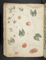 Een kruidenboek, Belluno