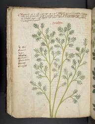 Een kruidenboek, Belluno