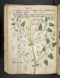 Een kruidenboek, Belluno
