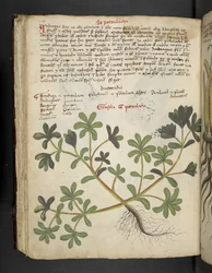 De Portulaca, uit een kruidenboek, Belluno