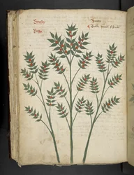Een kruidenboek, Belluno