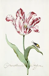 Admiraal Tulp