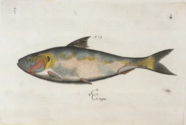 Agone, illustratie uit 