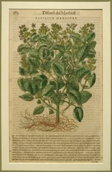 Basilicum, een botanische plaat uit de Discorsi door Pietro Andrea Mattioli (1501-77) gepubliceerd in Venetië, 1570