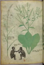 Botanische en dierlijke illustratie van een plant en twee apen, ca. 1440 (inkt en kleur op perkament)