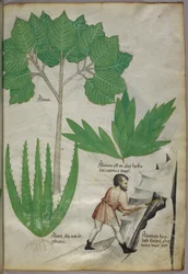 Botanische illustratie een man met een bijl die rotsen breekt om aluin te winnen, ca. 1440 (inkt en kleur op perkament)