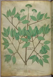 Botanische illustratie, ca. 1440 (inkt en kleur op perkament)