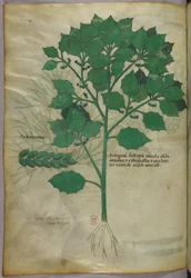 Botanische illustratie, ca. 1440 (inkt en kleur op perkament)