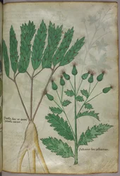 Botanische illustratie, ca. 1440 (inkt en kleur op perkament)