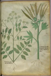 Botanische illustratie, ca. 1440 (inkt en kleur op perkament)