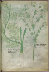 Botanische illustratie, ca. 1440 (inkt en kleur op perkament)