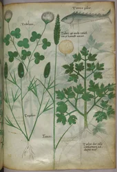Botanische illustratie, ca. 1440 (inkt en kleur op perkament)