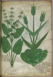 Botanische illustratie, ca. 1440 (inkt en kleur op perkament)