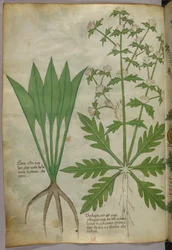 Botanische illustratie, ca. 1440 (inkt en kleur op perkament)