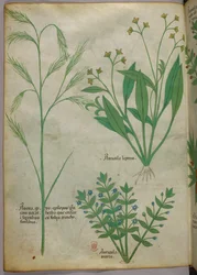 Botanische illustratie, ca. 1440 (inkt en kleur op perkament)