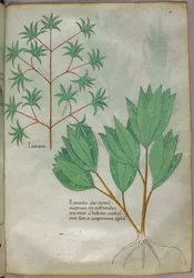 Botanische illustratie, ca. 1440 (inkt en kleur op perkament)