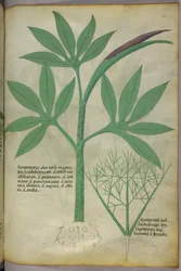 Botanische illustratie, ca. 1440 (inkt en kleur op perkament)