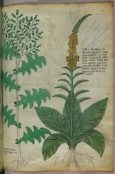 Botanische illustratie, ca. 1440 (inkt en kleur op perkament)