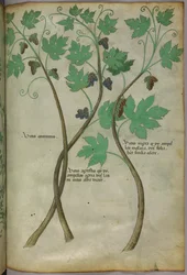 Botanische illustratie, ca. 1440 (inkt en kleur op perkament)