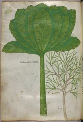 Botanische illustratie, ca. 1440 (inkt en kleur op perkament)