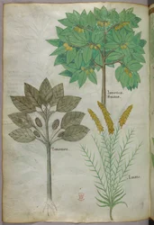 Botanische illustratie, ca. 1440 (inkt en kleur op perkament)