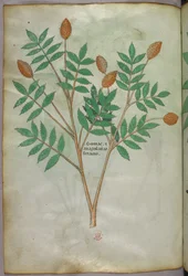 Botanische illustratie, ca. 1440 (inkt en kleur op perkament)