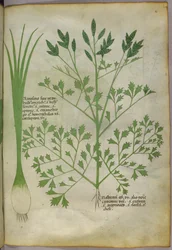 Botanische illustratie, ca. 1440 (inkt en kleur op perkament)