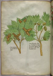 Botanische illustratie, ca. 1440 (inkt en kleur op perkament)