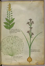 Botanische illustratie, ca. 1440 (inkt en kleur op perkament)