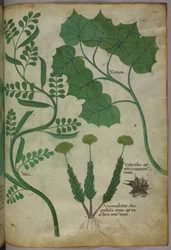 Botanische illustratie, ca. 1440 (inkt en kleur op perkament)