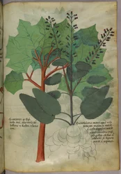 Botanische illustratie, ca. 1440 (inkt en kleur op perkament)