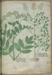 Botanische illustratie, ca. 1440 (inkt en kleur op perkament)