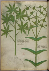 Botanische illustratie, ca. 1440 (inkt en kleur op perkament)